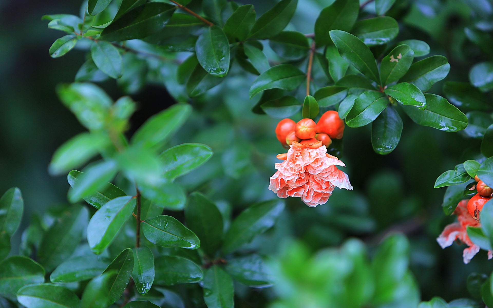 庭院里的美好石榴花的温柔  橙色的石榴花图片