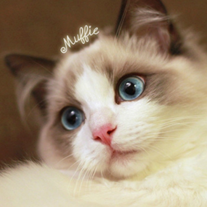 超萌可爱的猫图片高清图片