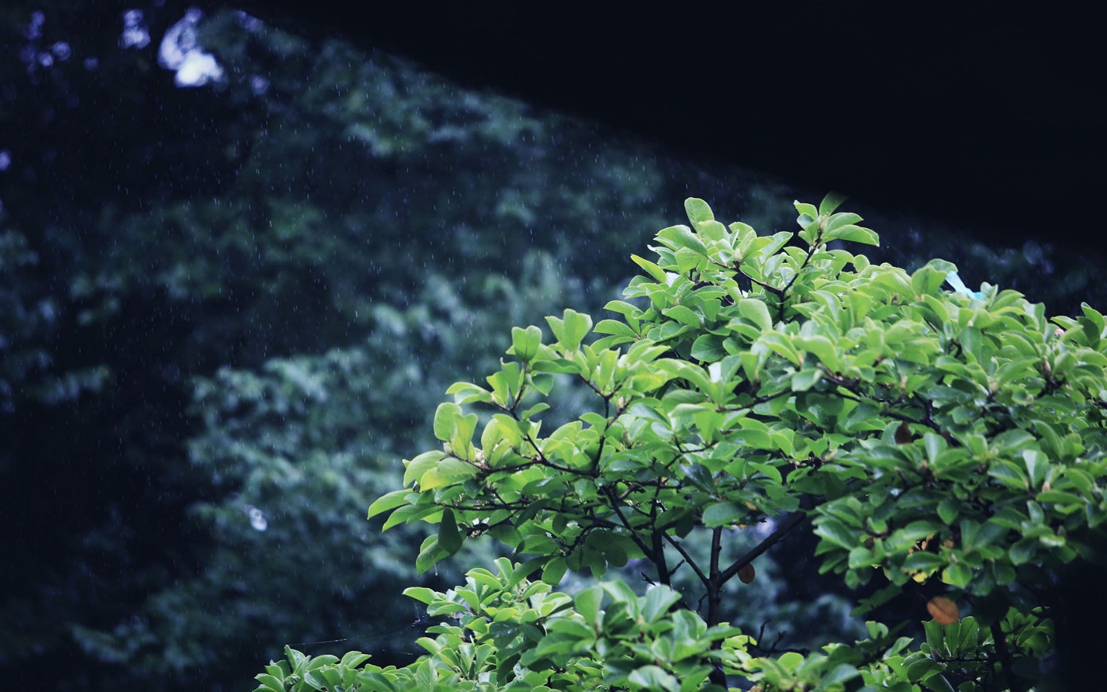 古風唯美雨景圖片4