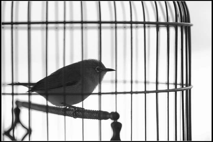 笼中鸟渴望自由图片