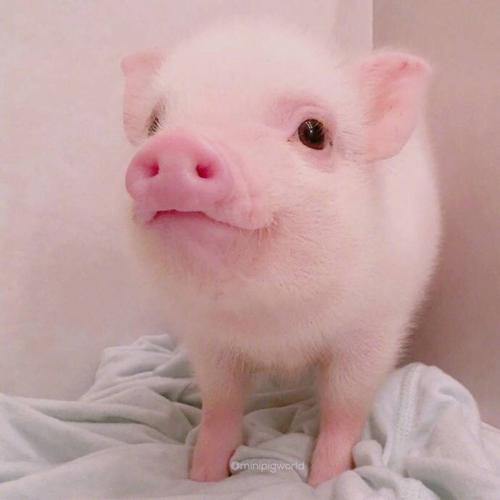 可爱的宠物猪图片微笑小猪
