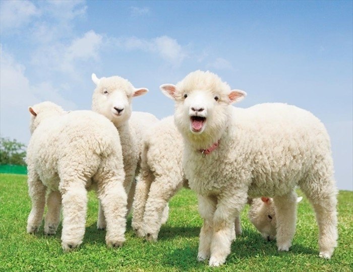 小羊羔萌萌哒图片 可爱的小羊