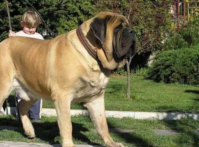 世界上最大的狗巨型图片