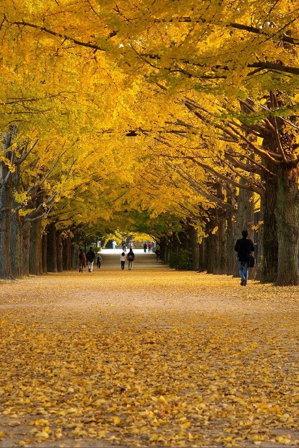 秋风落叶 凄凉图片